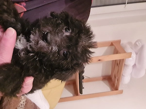 Hunde Welpen abzugeben 