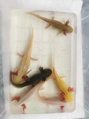 Axolotl abzugeben 
