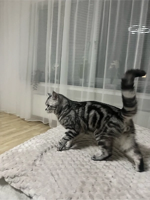 Charmanter BKH Deckkater "Tomi" in Silver Tabby sucht Damenbesuch