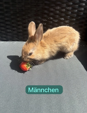 Kaninchen Babys 