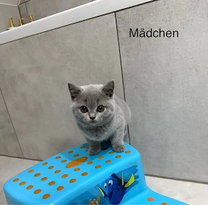BKH Kitten bald abgabebereit