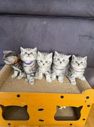     BKH Bärchen suchen ein liebevolles Zuhause