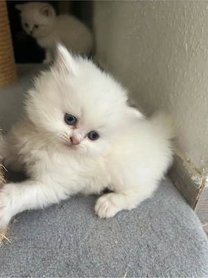 Katzenbaby