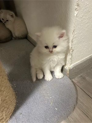 Katzenbaby