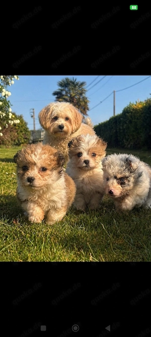 Maltipoo Welpen verschmust