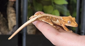 Tangerine Lilly White 0.0.1 PET ONLY Kronengecko 