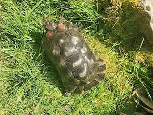 Testudo marginata. Breitrandschildkröte, männlich,NZ 2000, GECHIPT