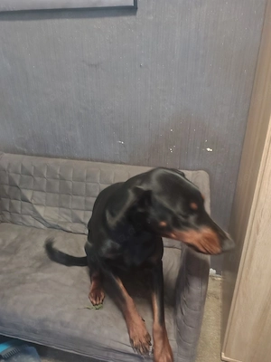 dobermann weibchen 4jahre alt