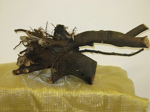 verschiedene Wurzeln, Dekoholz, Holz, Wurzelholz, für Terrarien Bartagamen, Geckos, Schlangen etc. 