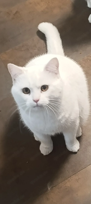 Maine Coon BKH Mix Katze