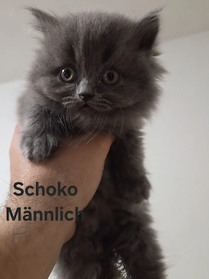 BKH Kitten suchen ein liebevolles Zuhause