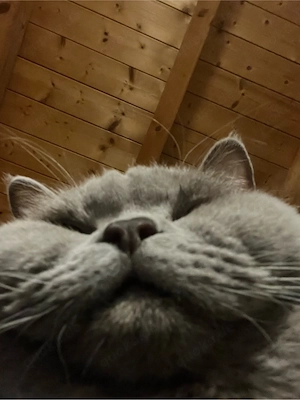 Suche Bkh Kater 