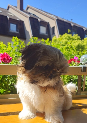 Shih-tzu Welpen 