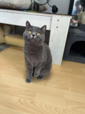    Zwei wunderschöne BKH Katzen suchen ein neues Zuhause   