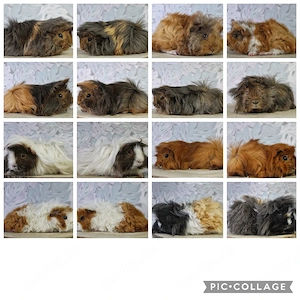 Meerschweinchen abzugeben 