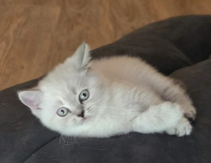 Britisch Kurzhaar reinrassige Kitten