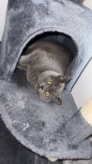 reinrassige bkh weibchen