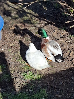 Zwergenten Pärchen!