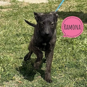 Ramona, wunderhübsches Welpenmädchen, Bardino Mix