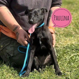 Paulina, menschenbezogenes wunderhübsches Welpenmädchen