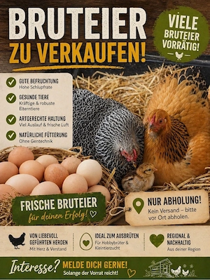 Bruteier Hühner