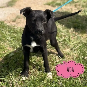 Ada, verschmuster und menschenbezogener Welpe