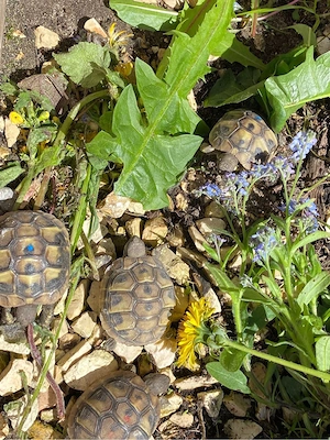 griechische Landschildkröte Baby THB NZ2025 