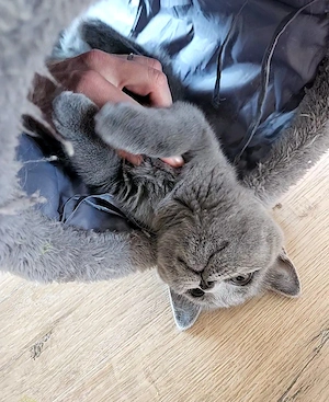 Britisch Kurzhaar Kitten Mädchen (blue) sucht liebevolles Zuhause Bild 3