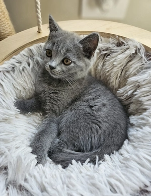 Britisch Kurzhaar Kitten Mädchen (blue) sucht liebevolles Zuhause