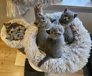 Britisch Kurzhaar Kitten Mädchen (blue) sucht liebevolles Zuhause Bild 5