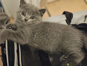Britisch Kurzhaar Kitten Mädchen (blue) sucht liebevolles Zuhause Bild 7