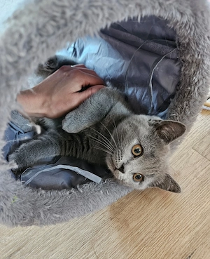Britisch Kurzhaar Kitten Mädchen (blue) sucht liebevolles Zuhause Bild 4
