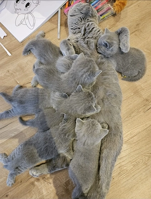 Britisch Kurzhaar Kitten Mädchen (blue) sucht liebevolles Zuhause Bild 6