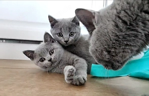 Britisch Kurzhaar Kitten Mädchen (blue) sucht liebevolles Zuhause Bild 2