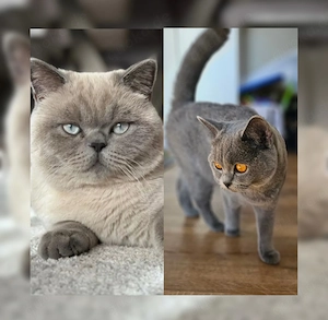 Britisch Kurzhaar Kitten Mädchen (blue) sucht liebevolles Zuhause Bild 8