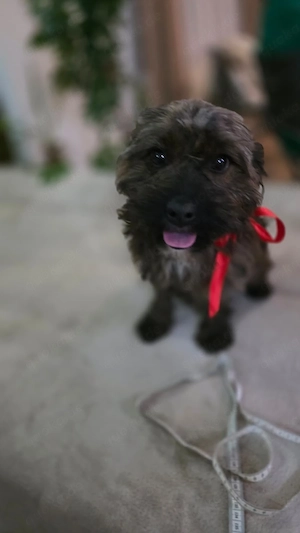 Toto 2jahre in Rumänien 