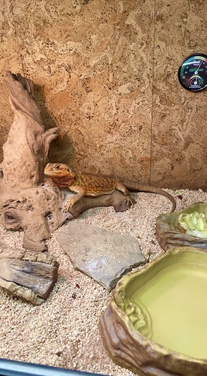 Verkaufe weibliche Batagame namens Chilli + Terrarium. Sie ist ungefähr 6 Jahre alt.