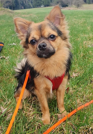 freundlicher Chihuahua pomchi Rüde  Bild 2