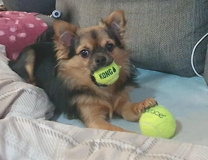 freundlicher Chihuahua pomchi Rüde  Bild 3