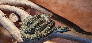 Morelia spilota spilota Diamantpython 
