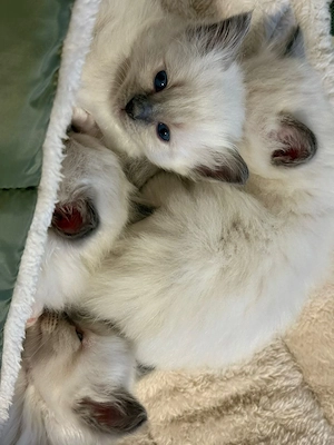 Kleine Birma Katzen zu verkaufen :)