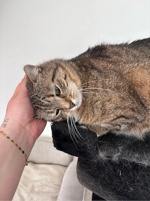 katze, hauskatze, BLH MIX