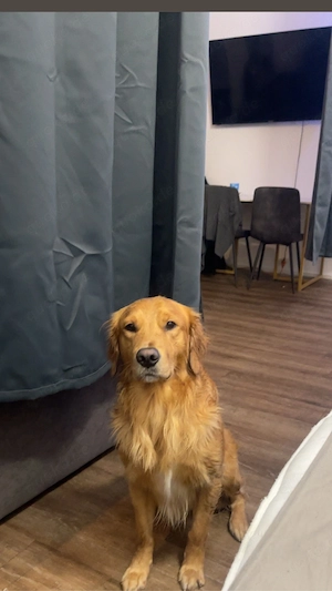 verspielter golden retriever sucht liebevolles zuhause 