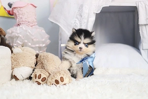 Pomsky Welpen Bild 2