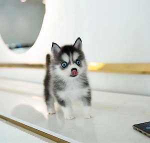 Pomsky Welpen