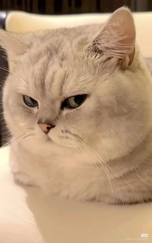 BKH kater Maro 1 jahre alt