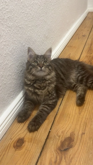 main coon bhk 