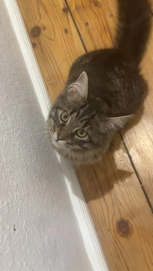 main coon katze hungs 