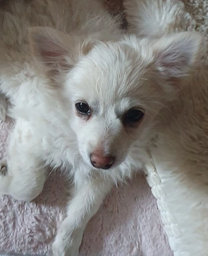 Pomchi Chihuahua Welpen Bild 6