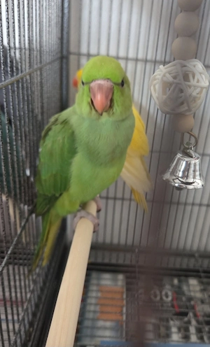 2 Halsbandsittich Pärchen 